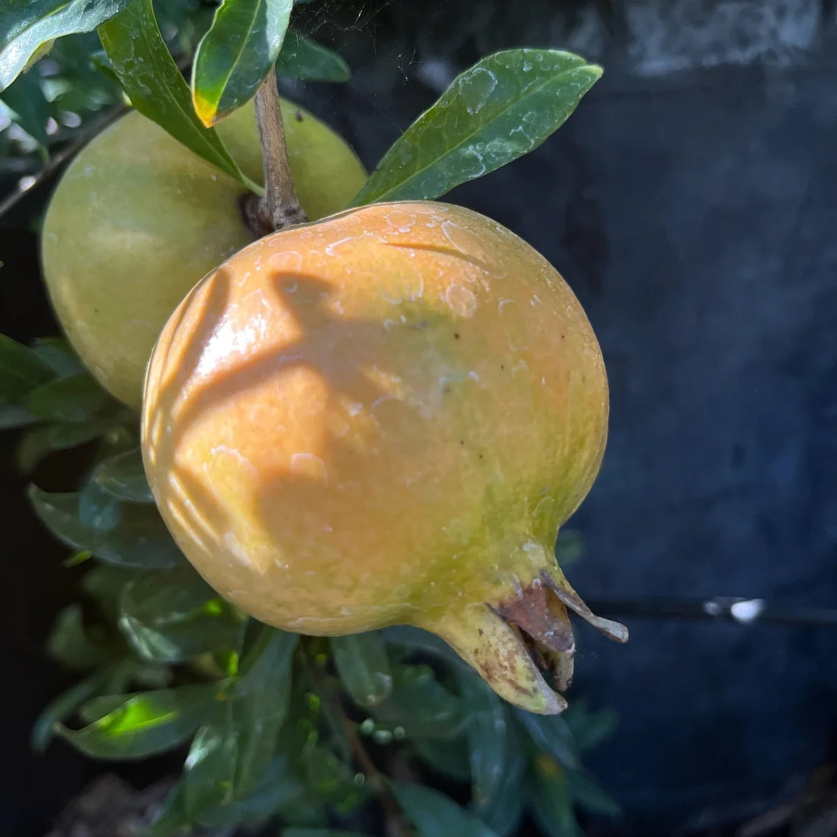 Babylonian White Pomegranate (1 count)