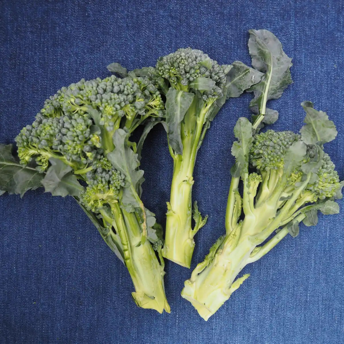 Broccoli (1 head)