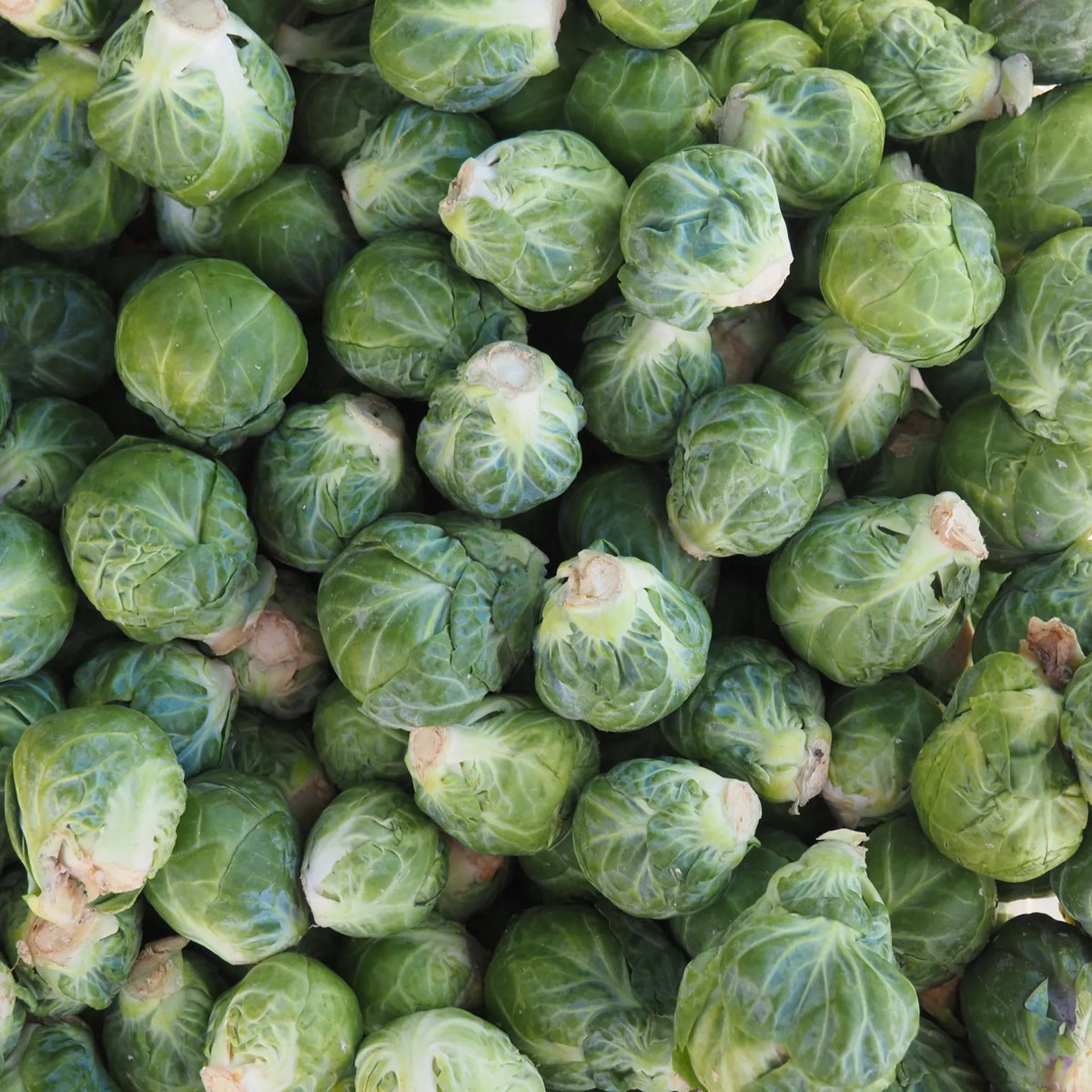 Brussels Sprouts (1 lb)