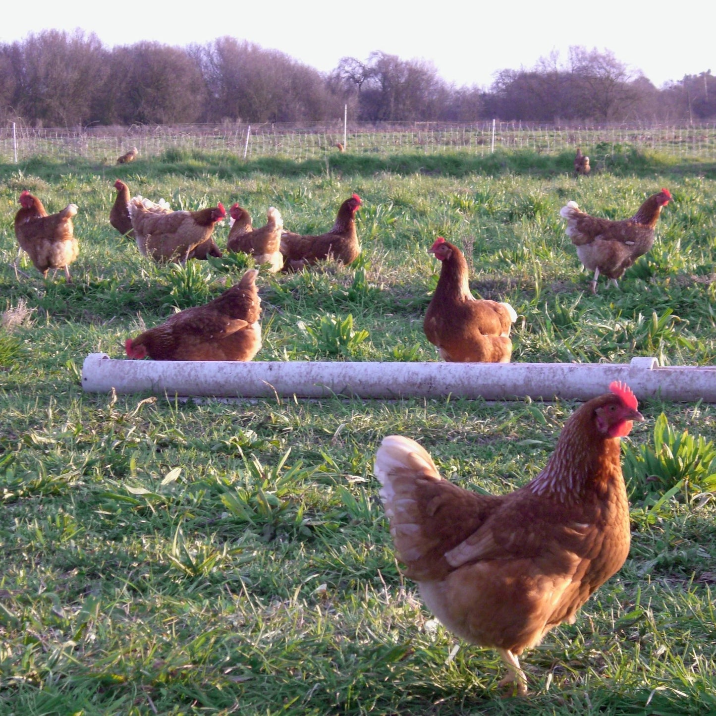 Organic Free Range Large Eggs (1 dozen)