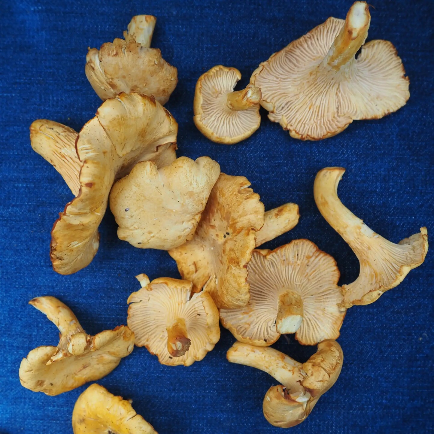 Golden Chanterelle Mushrooms (6 oz)
