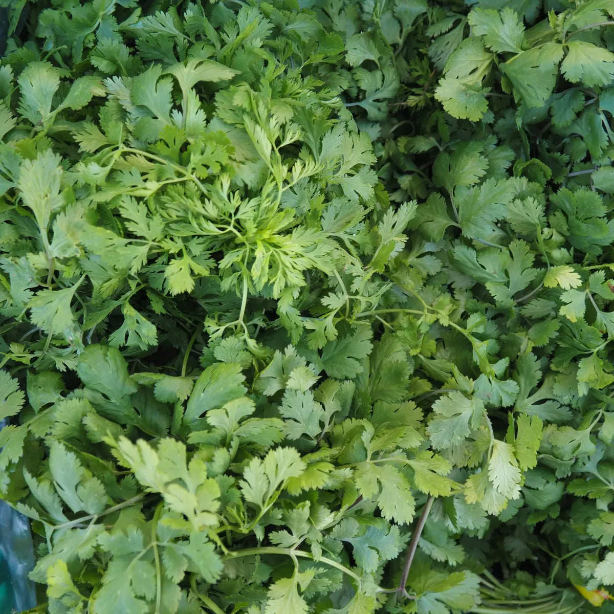 Cilantro (1 bunch)