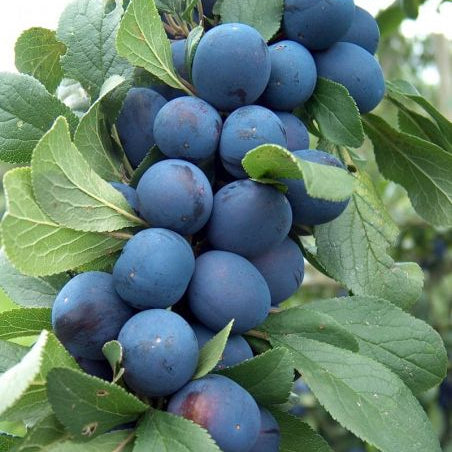 Damson Plums (1 lb)