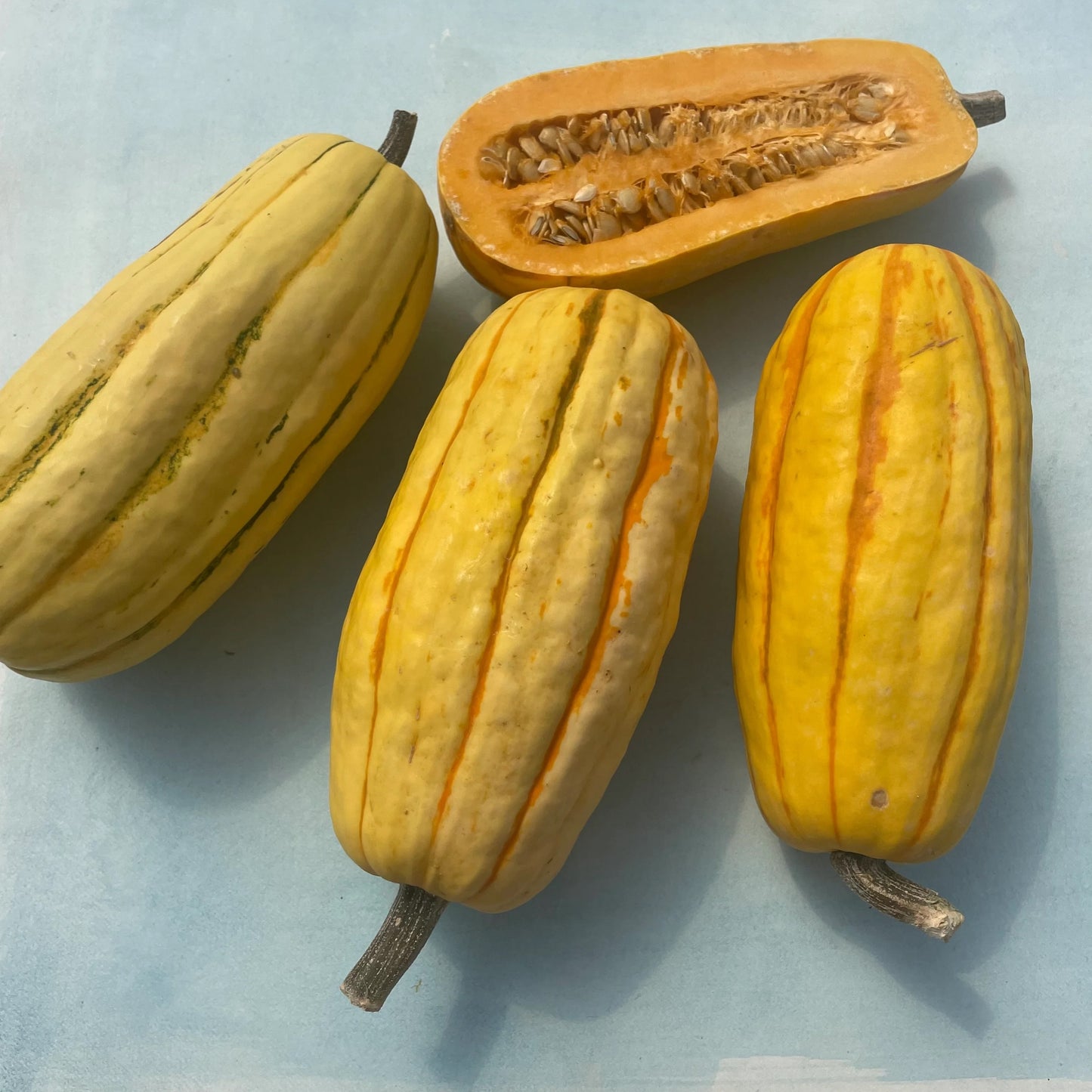 Organic Delicata Squash (1 count)