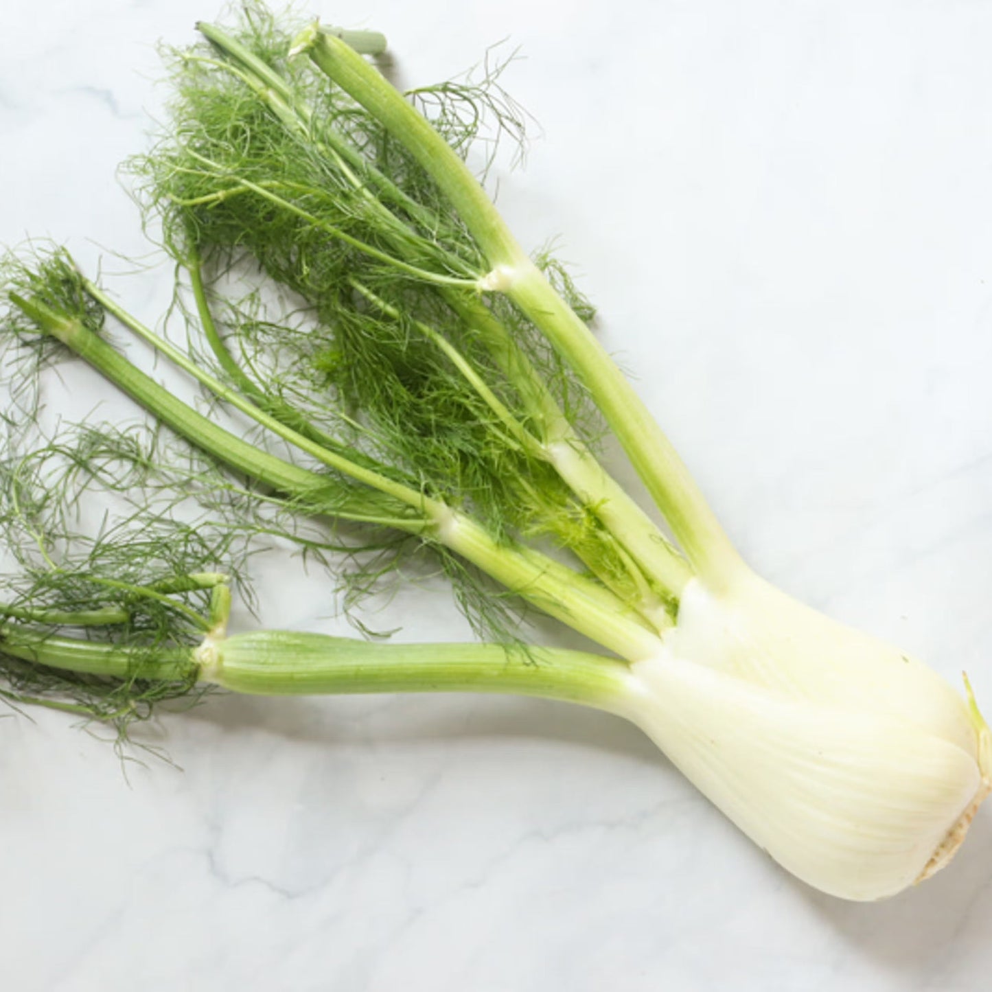 Organic Fennel (1 count)