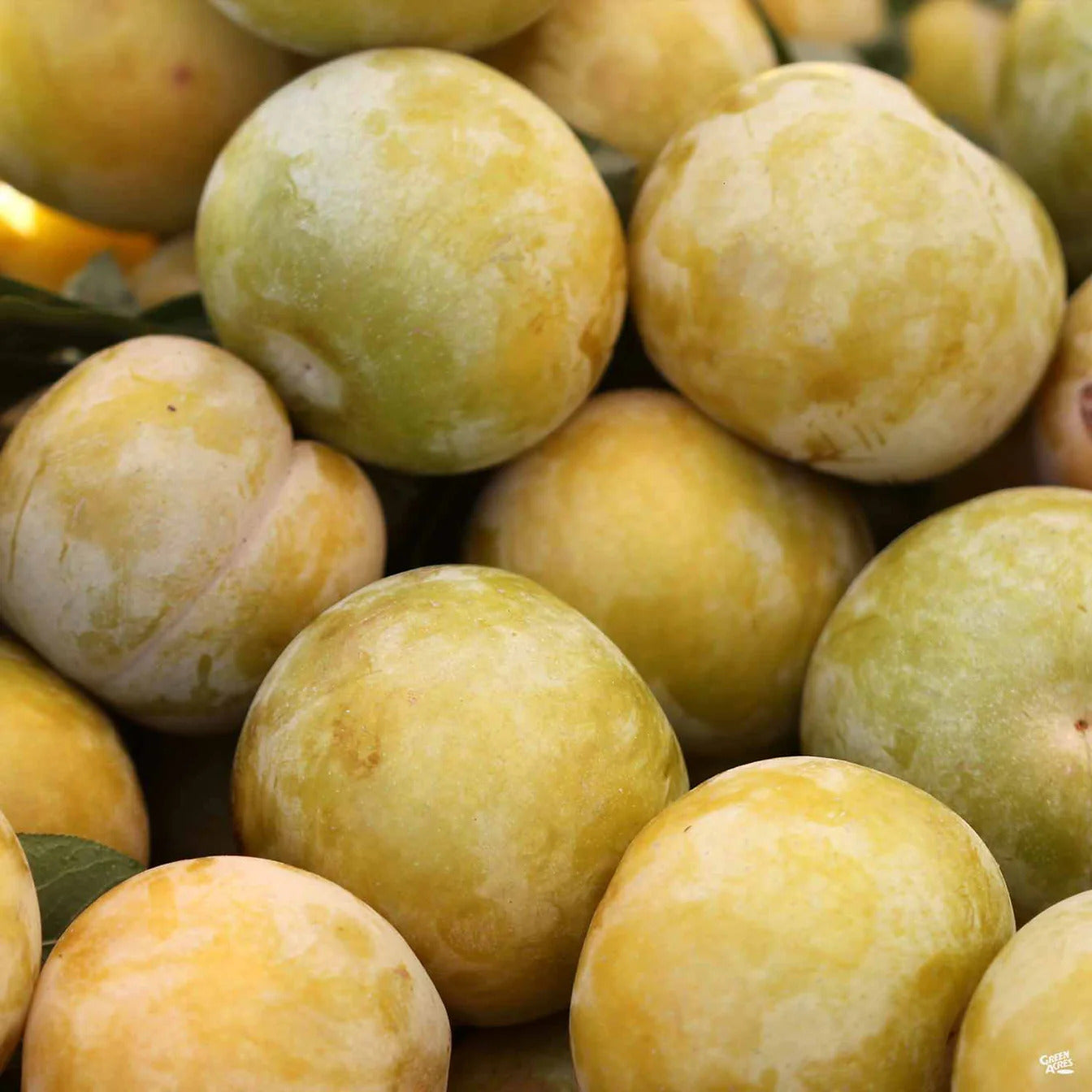 Flavor Queen Pluots (1 lb)