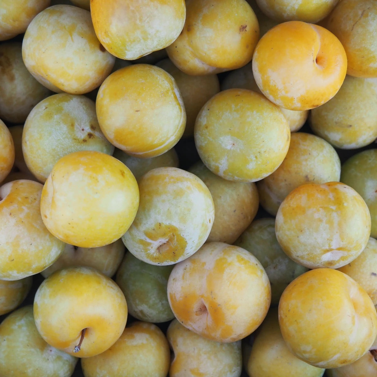 Flavor Queen Pluots (1 lb)