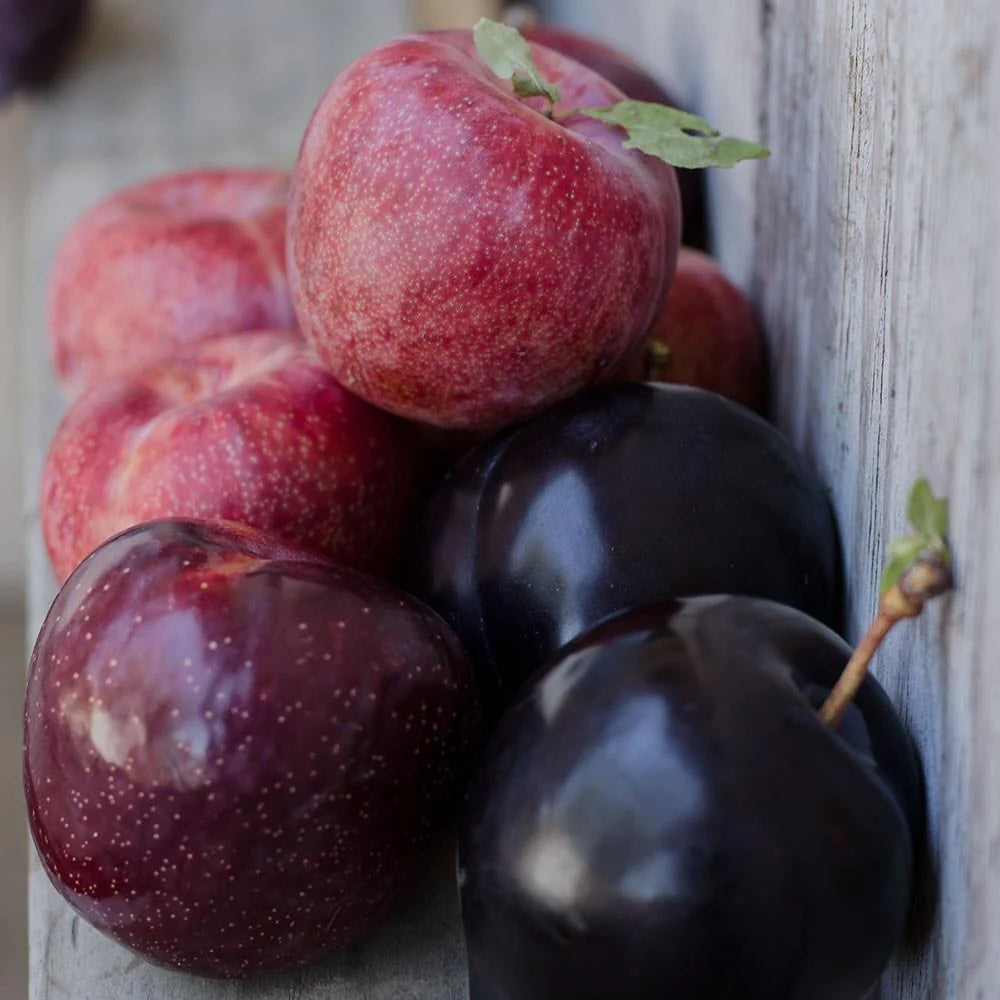 Organic Flavor Treat Pluot (1 lb)