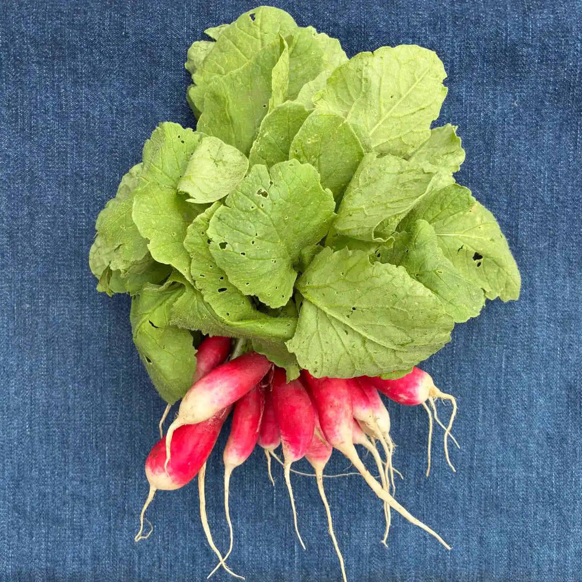 French Breakfast Radishes (1 bunch)
