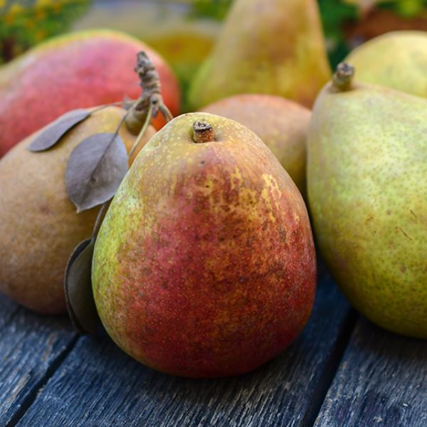 Organic Warren Pear (1 lb)