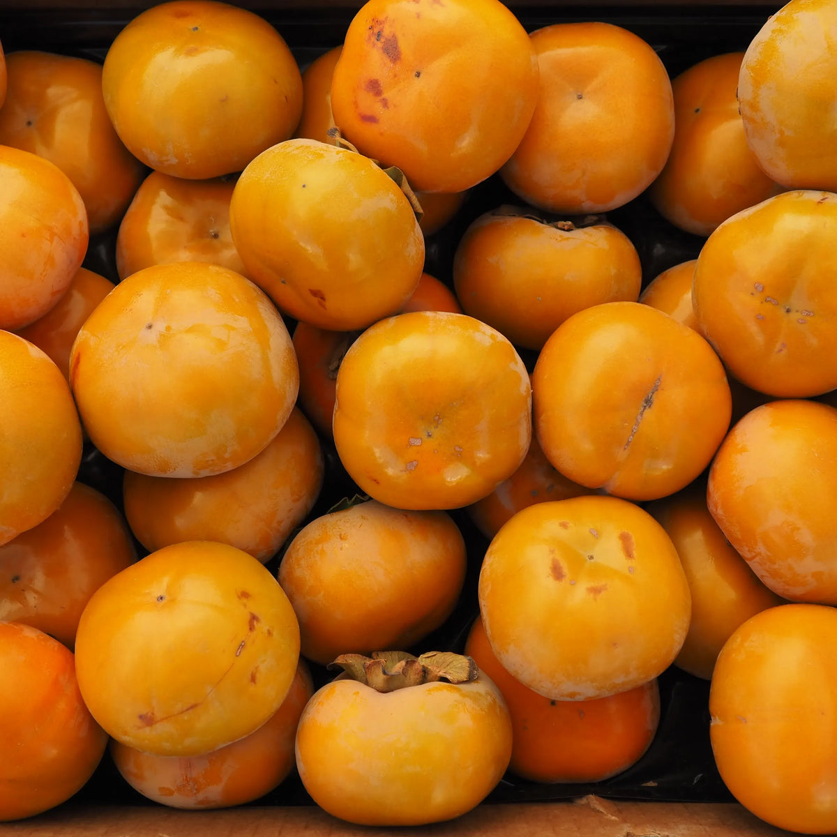 Fuyu Persimmon (1 lb)