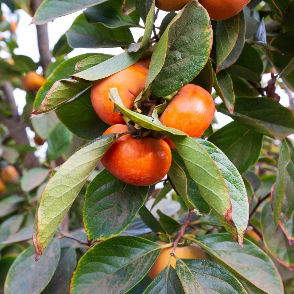 Organic Fuyu Persimmon (1 lb)