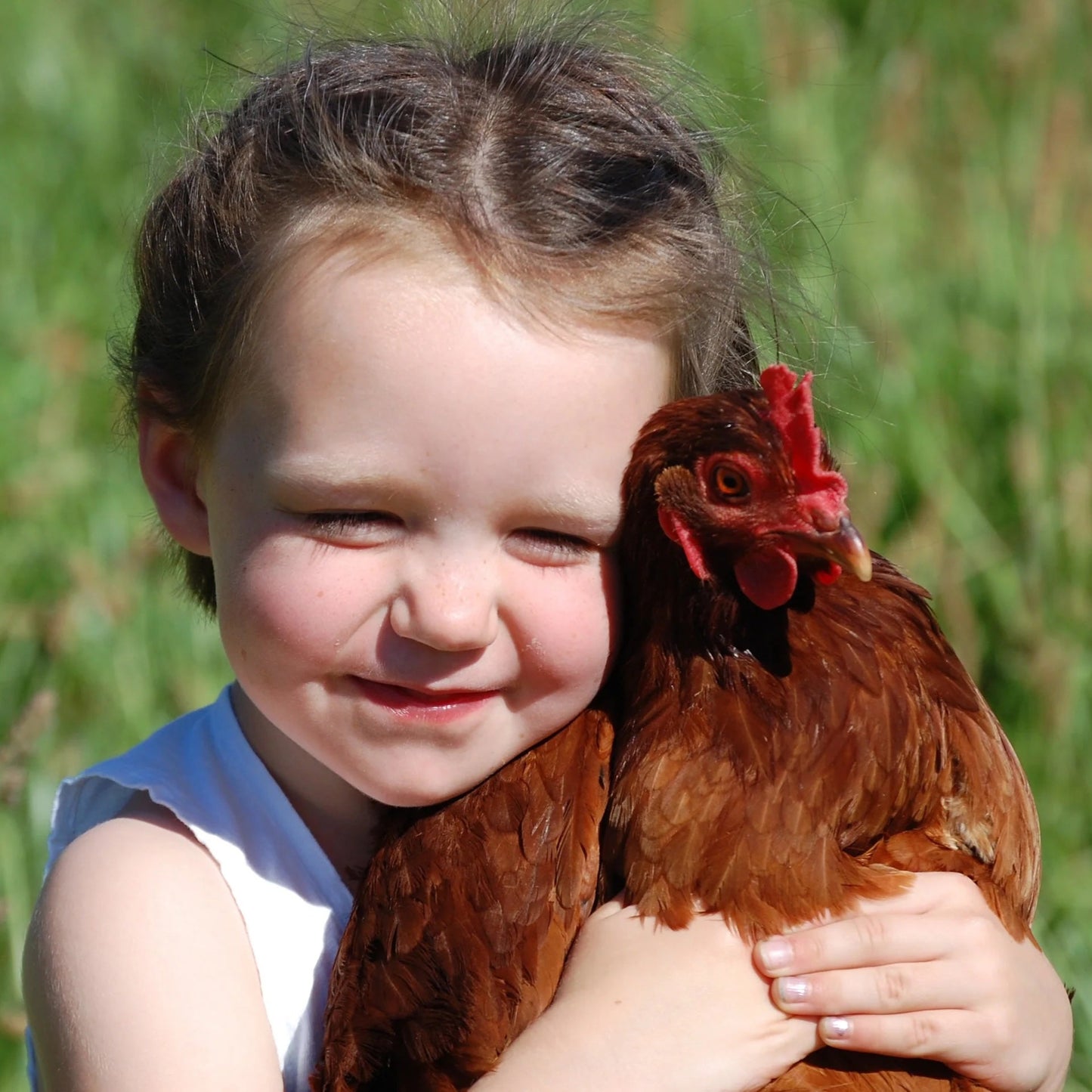 Organic Free Range Large Eggs (1 dozen)