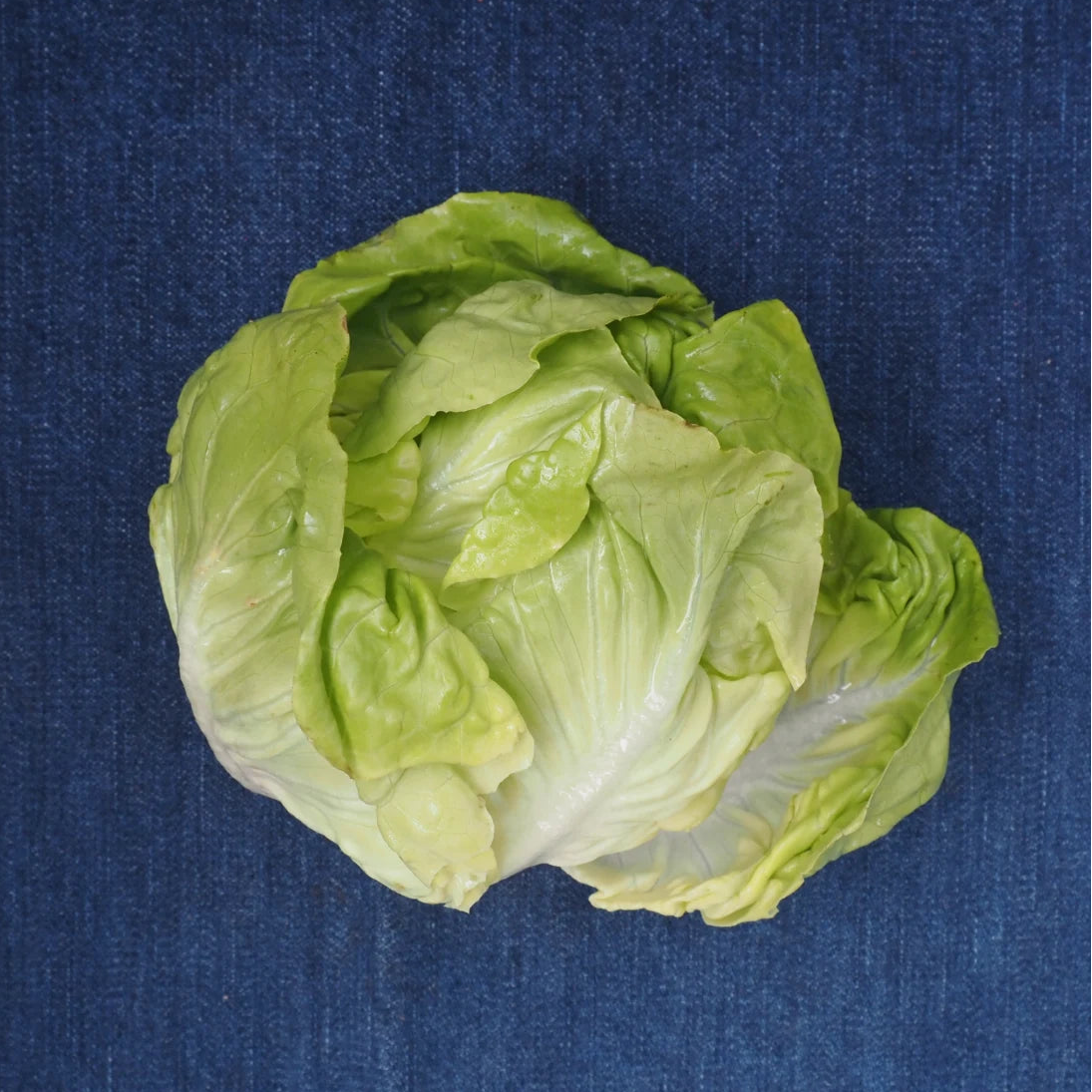 Green Bibb Lettuce (1 lb)