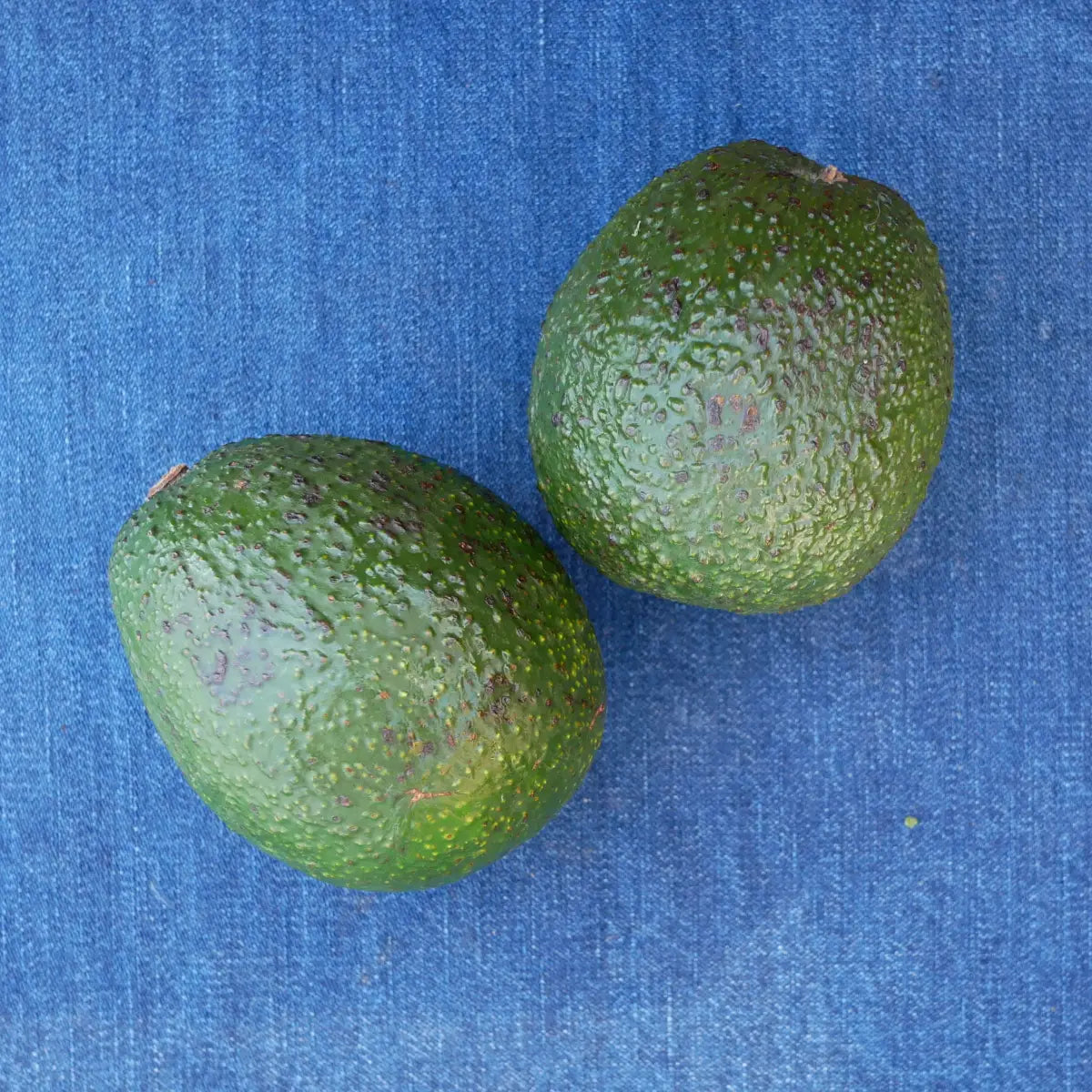 Premium Organic Gwen Avocado (1 count)