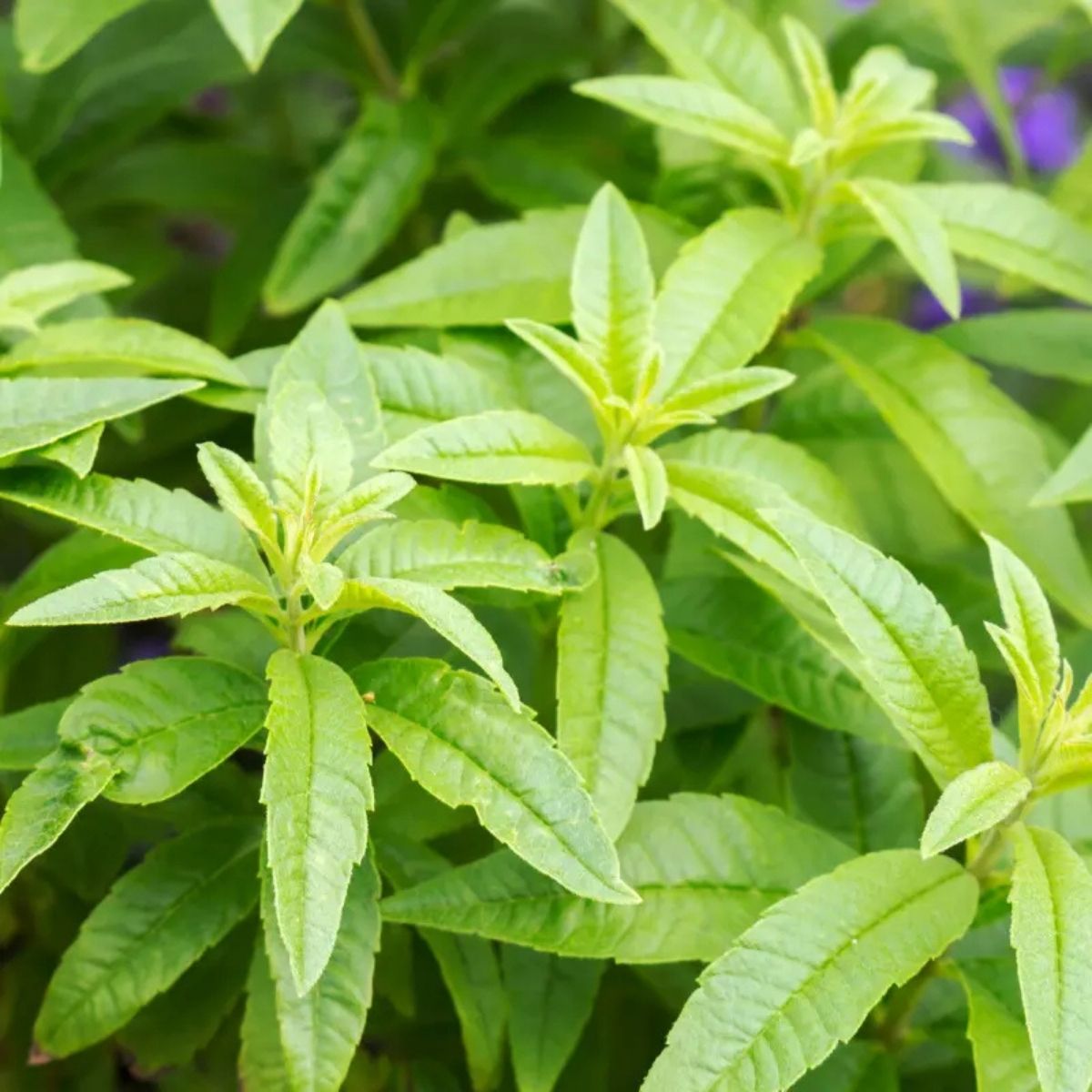 Lemon Verbena (1 bunch)