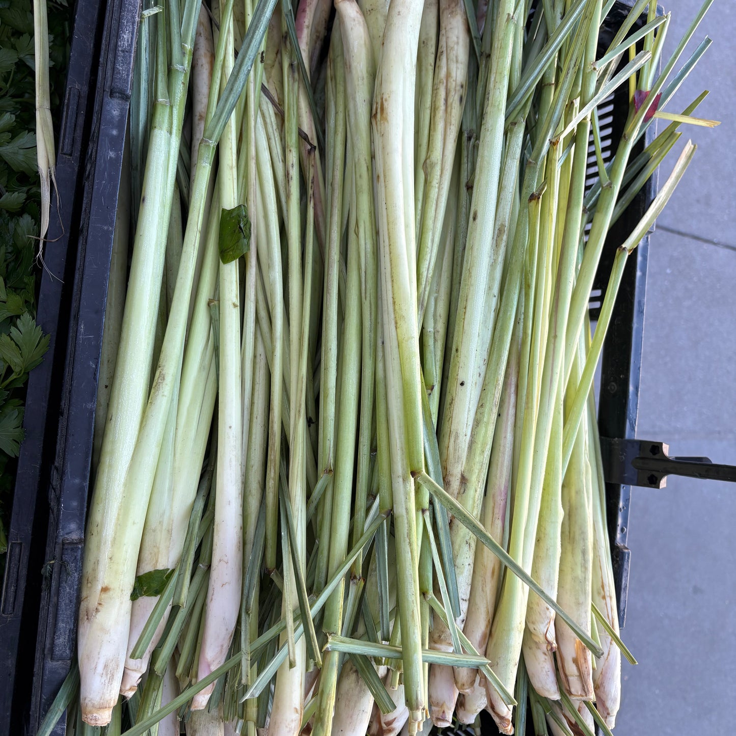 Lemongrass (4 oz)