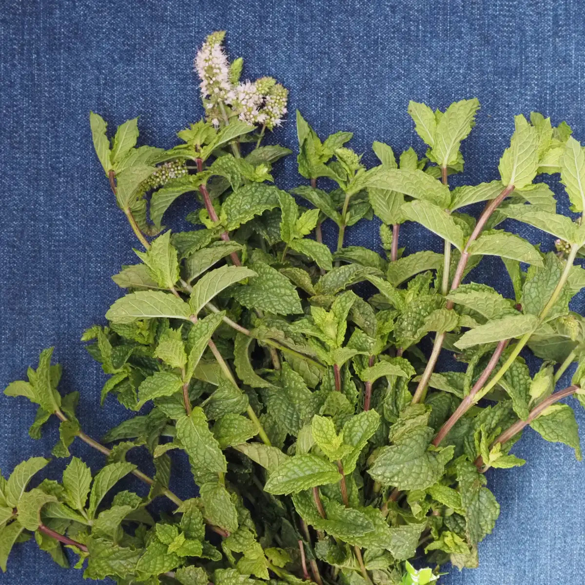 Mint (1 bunch)
