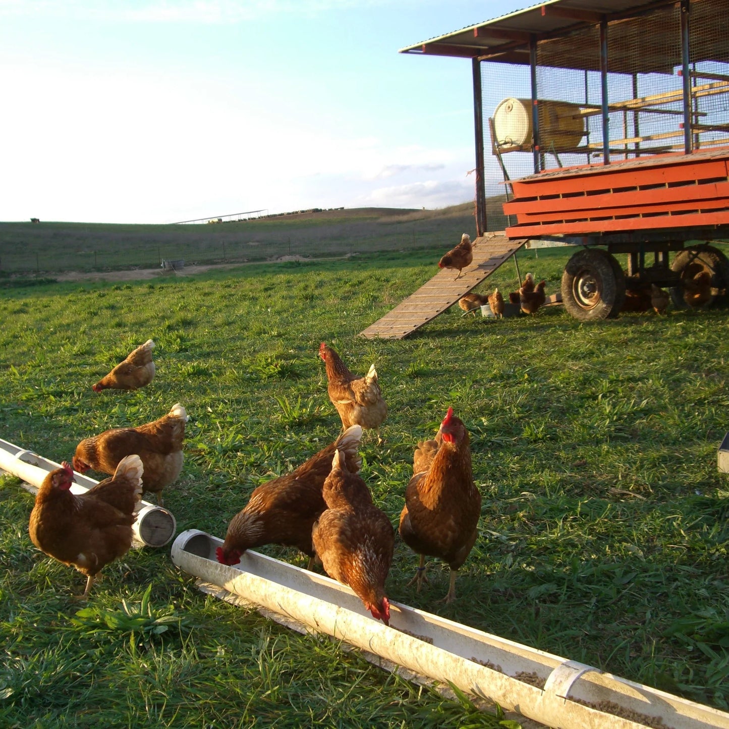 Organic Free Range Large Eggs (1 dozen)