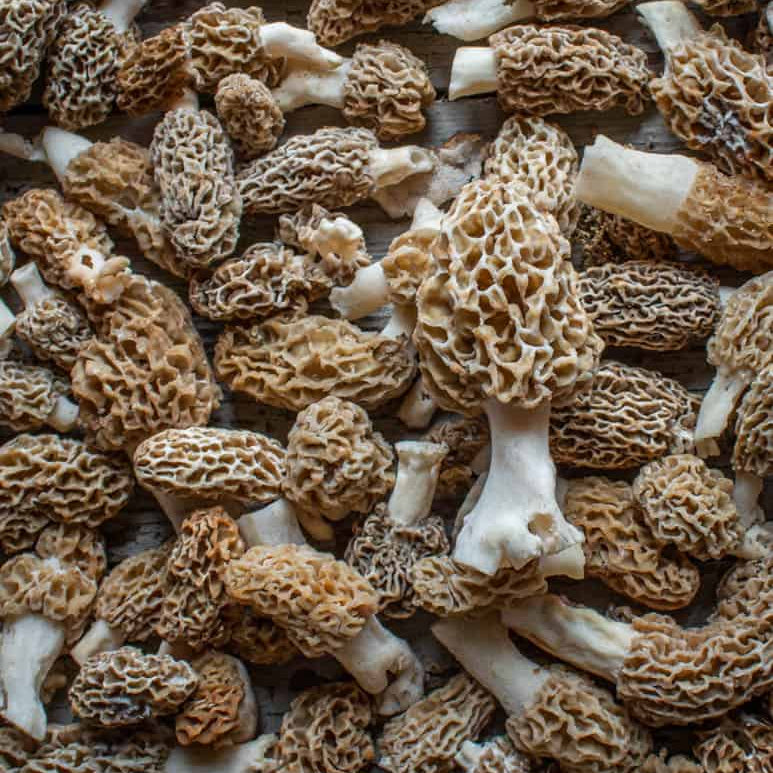 Morel Mushrooms (6 oz)