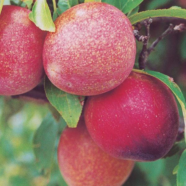 Organic October Sun Plum (1 lb)