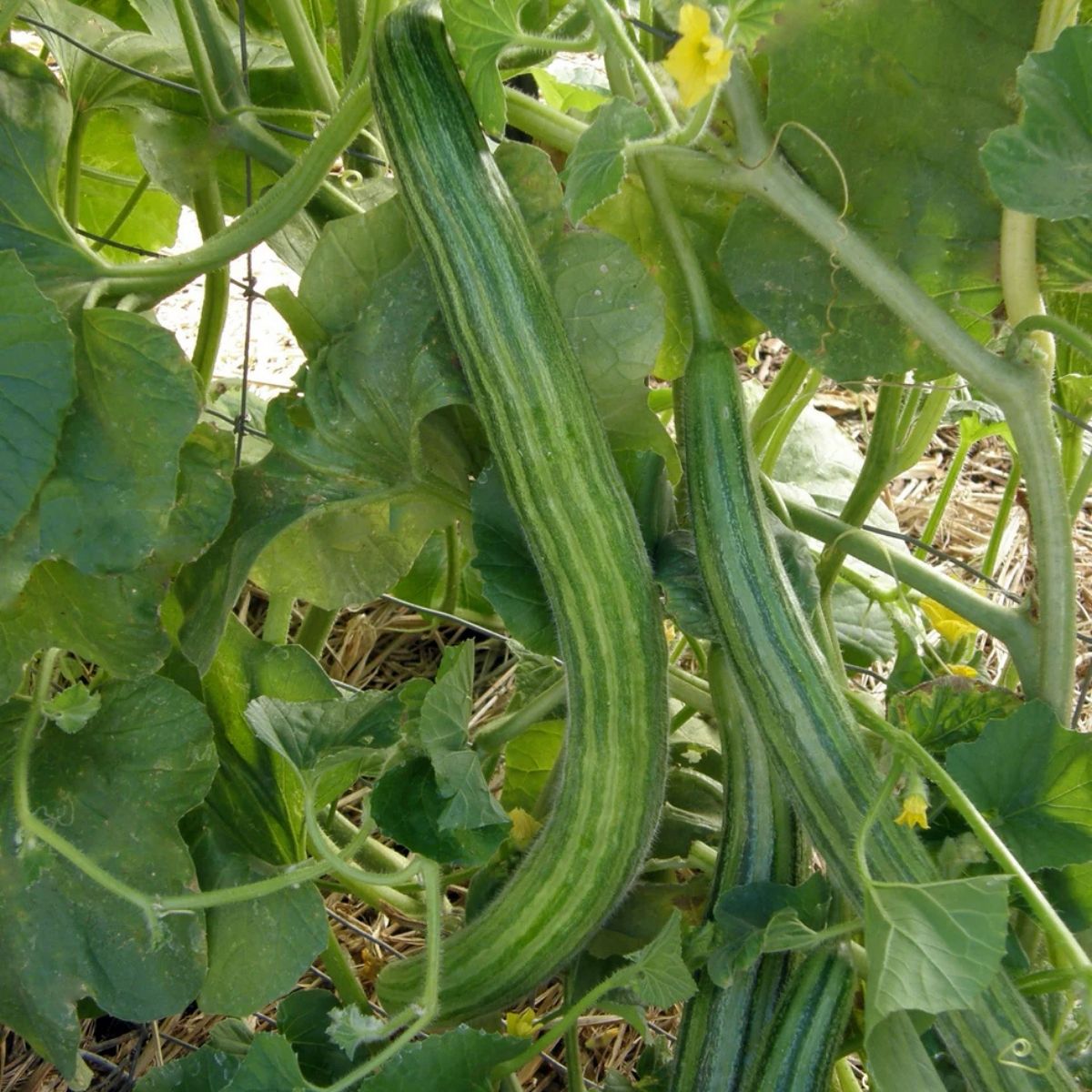 Organic Painted Serpent Cucumbers (1 lb)