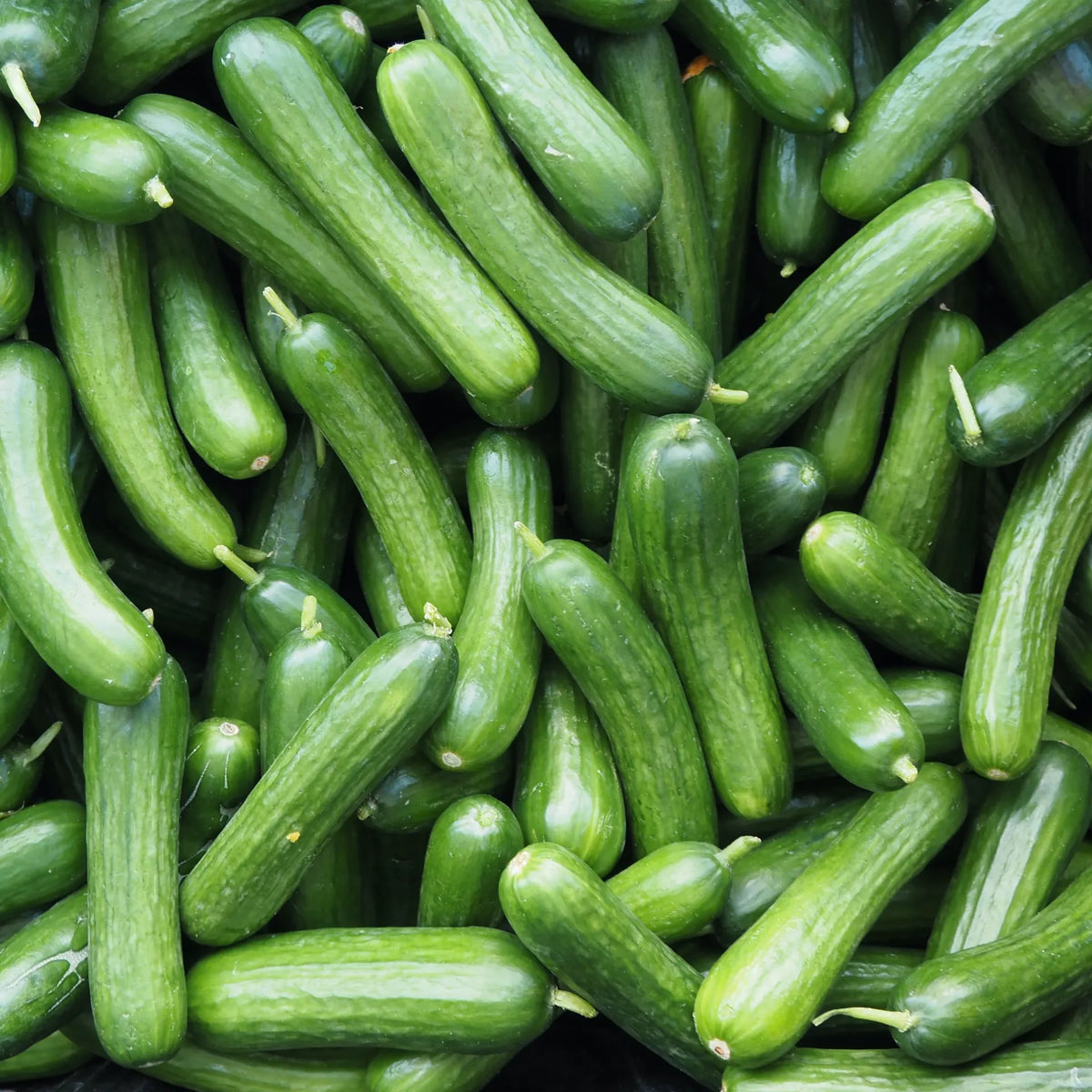 Persian Cucumbers (1 lb)