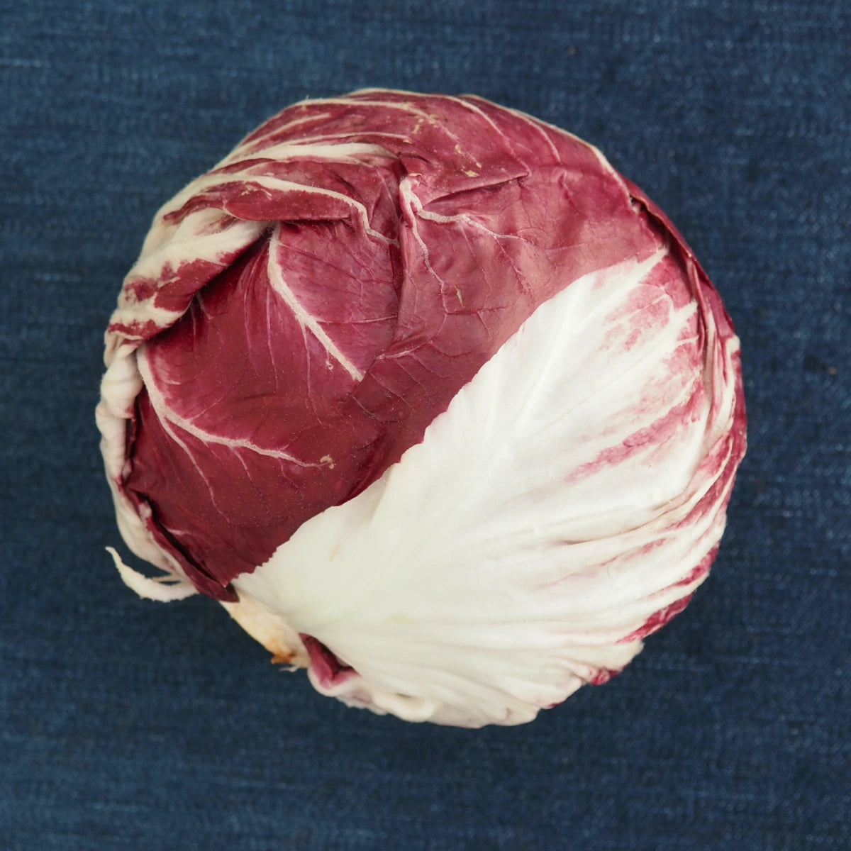 Chioggia Radicchio (1 head)