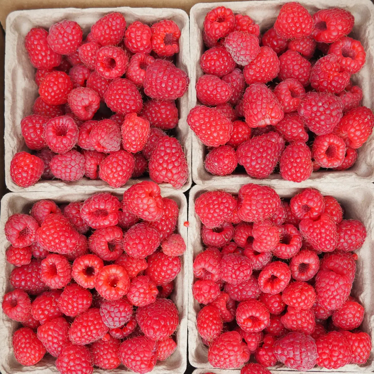 Raspberries (6 oz)