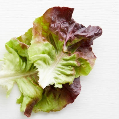Organic Red Butter Lettuce (1 head)