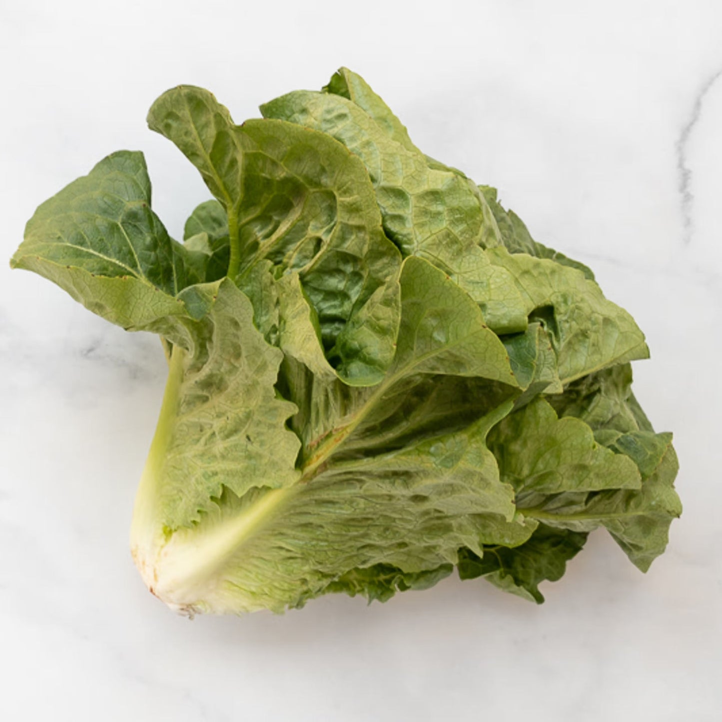 Organic Romaine Lettuce
