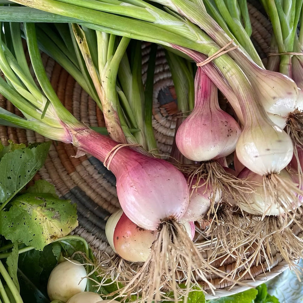 Organic Fresh Shallots ( 1 lb )