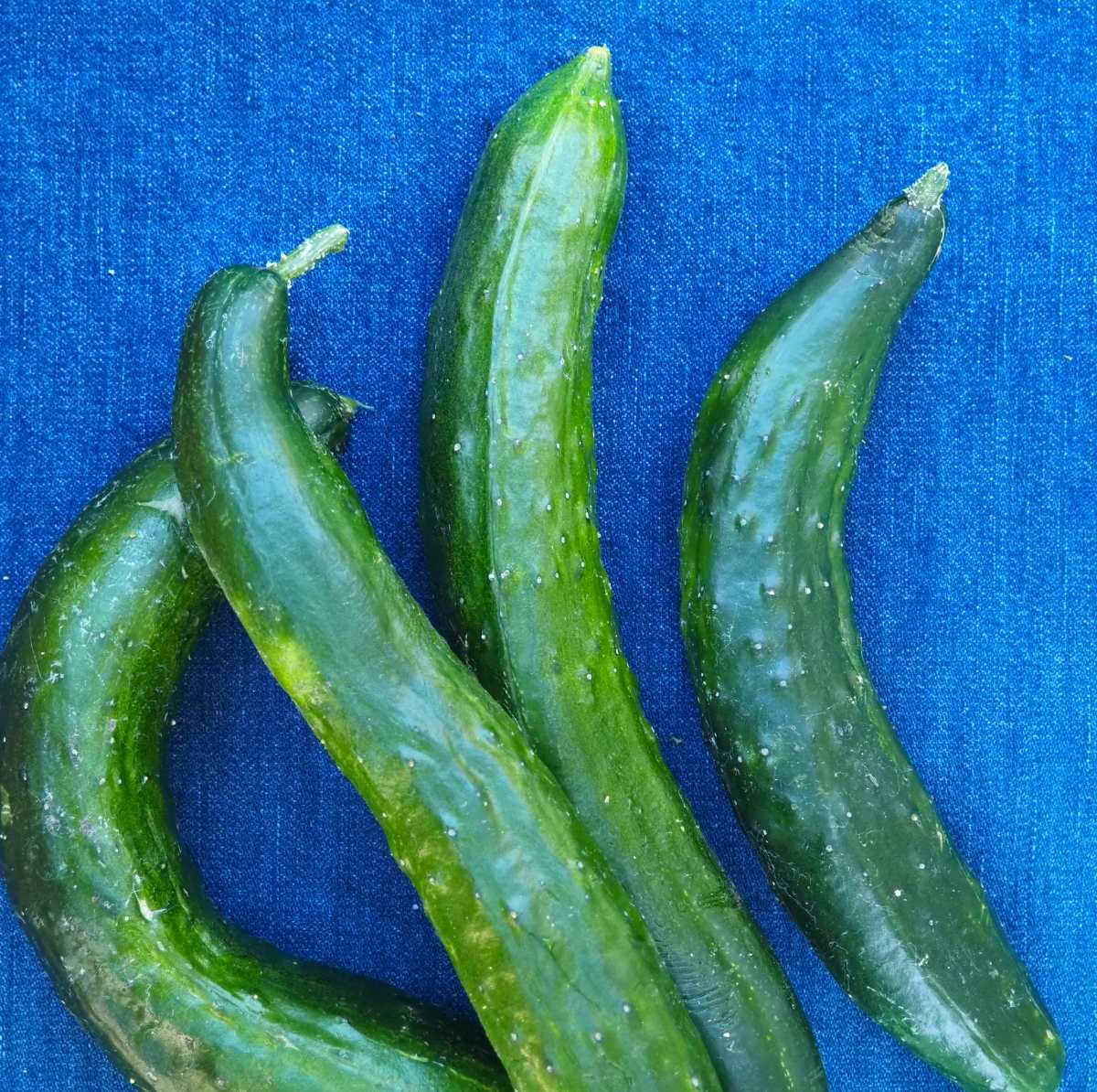 Shintokiwa Cucumber (1 lb)