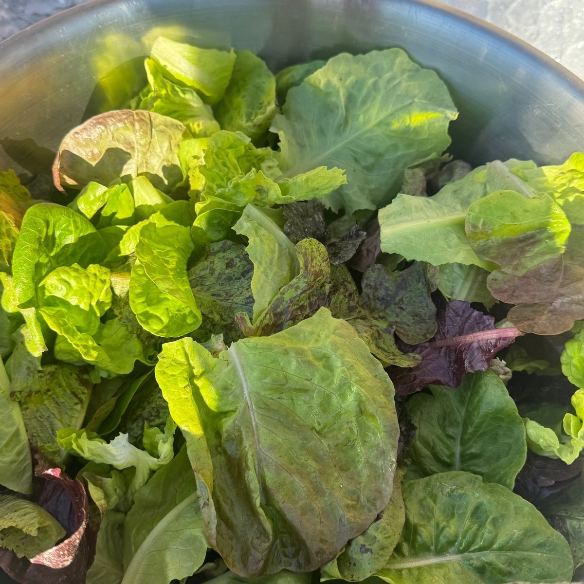 Organic Spring Lettuce Mix (8 oz)