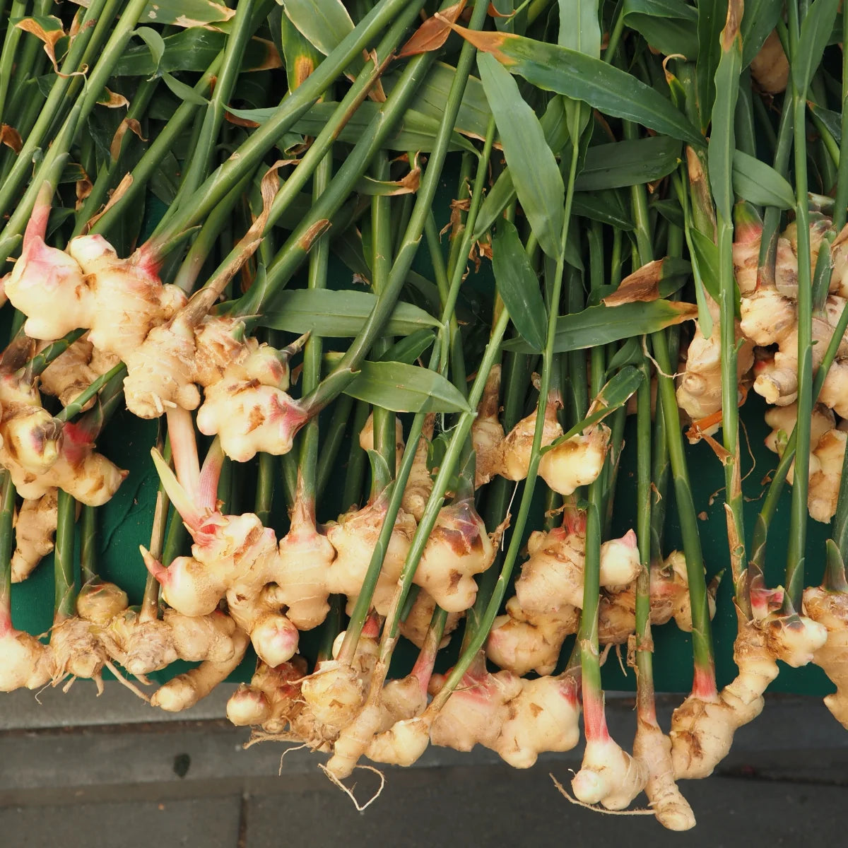 Fresh Ginger (8 oz)