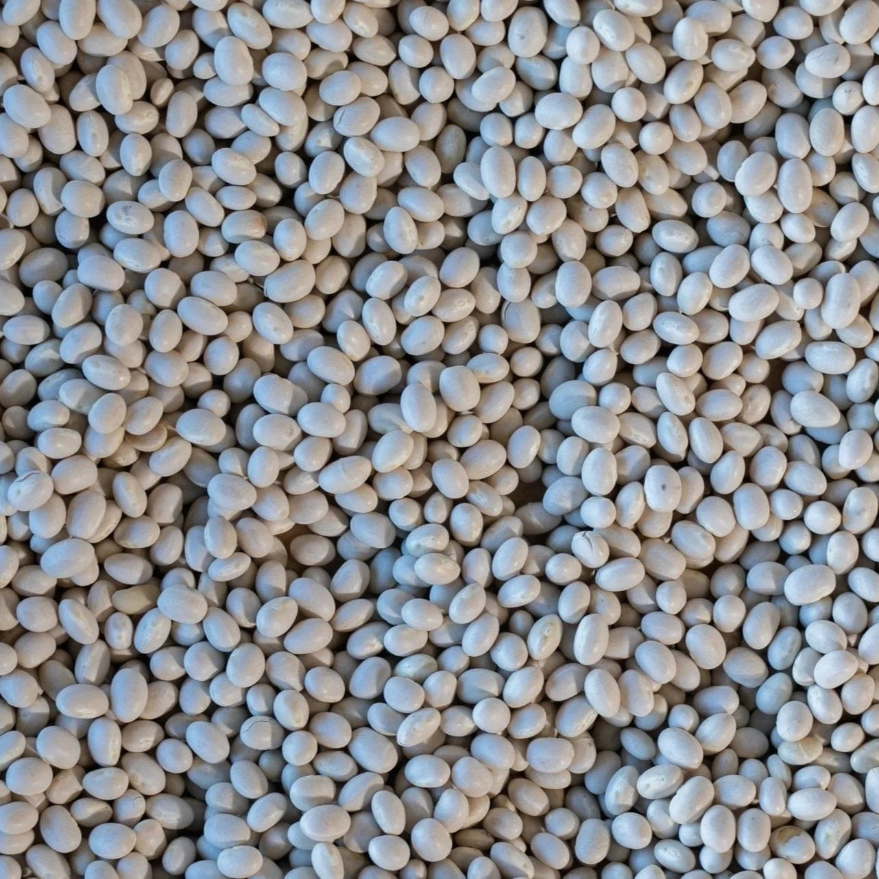 Alubia Blanca Bean (1 lb bag)