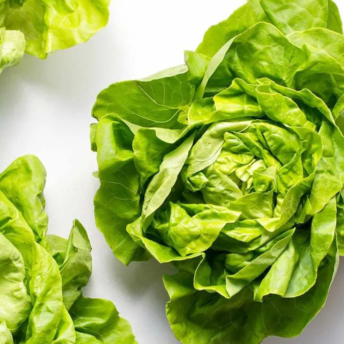Local Green Bibb Lettuce (1 lb)