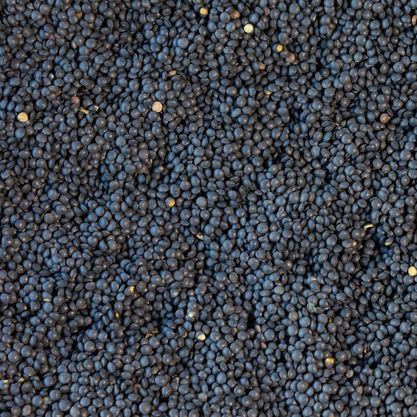 Black Caviar Lentil (1 lb bag)