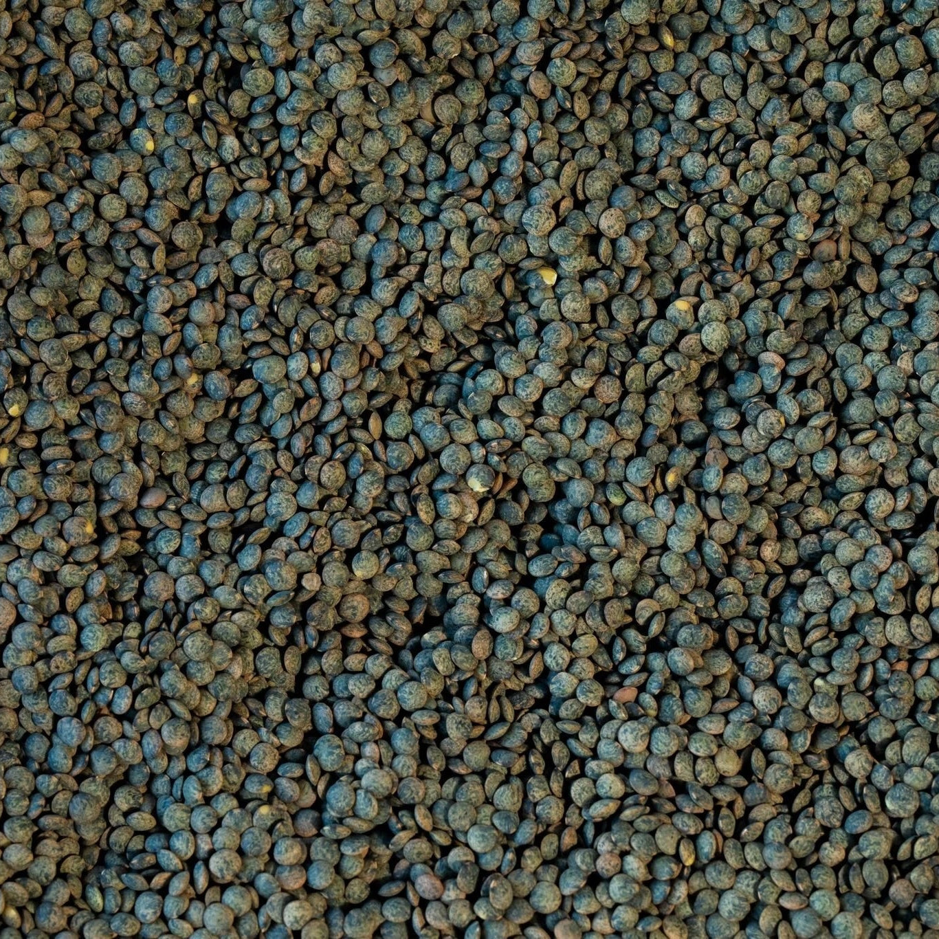 French-Style Green Lentil (1 lb bag)