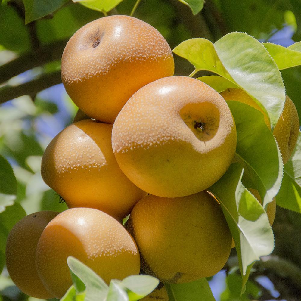 Organic Hosui Asian Pear (1 lb)