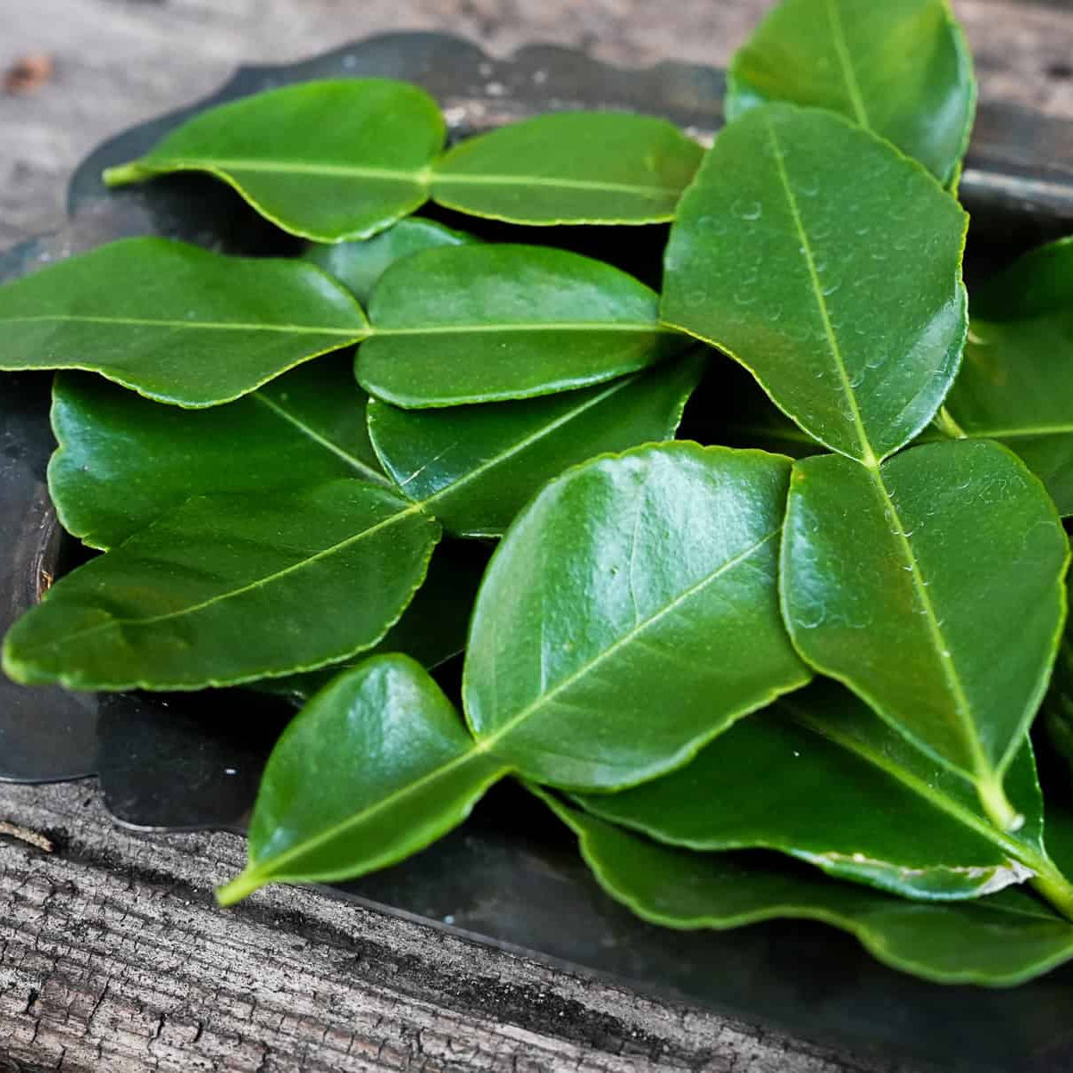 Organic Makrut Lime Leaves (4 oz)