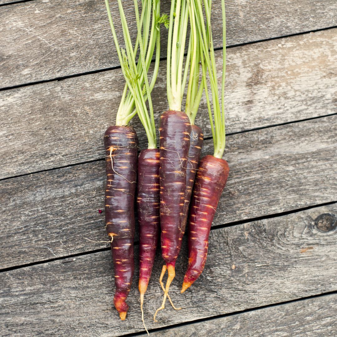 Organic Purple Haze Carrots (1 bunch)