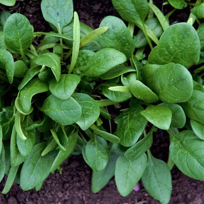 Space Spinach (8 oz)