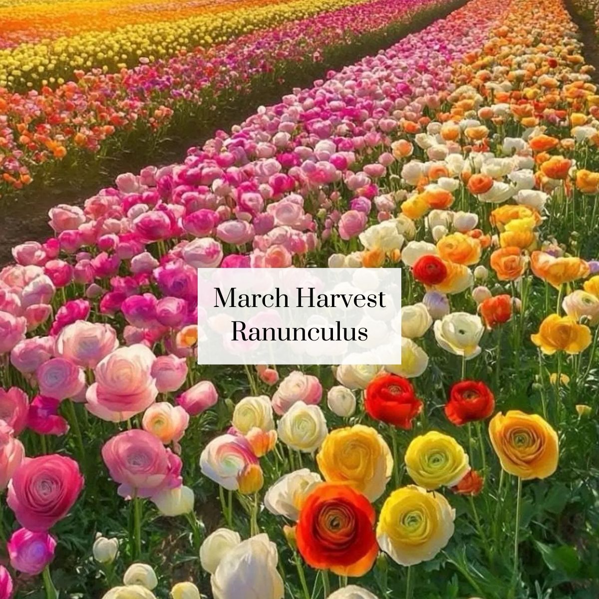 Organic Cutie Seasonal Bouquet (1 bunch)