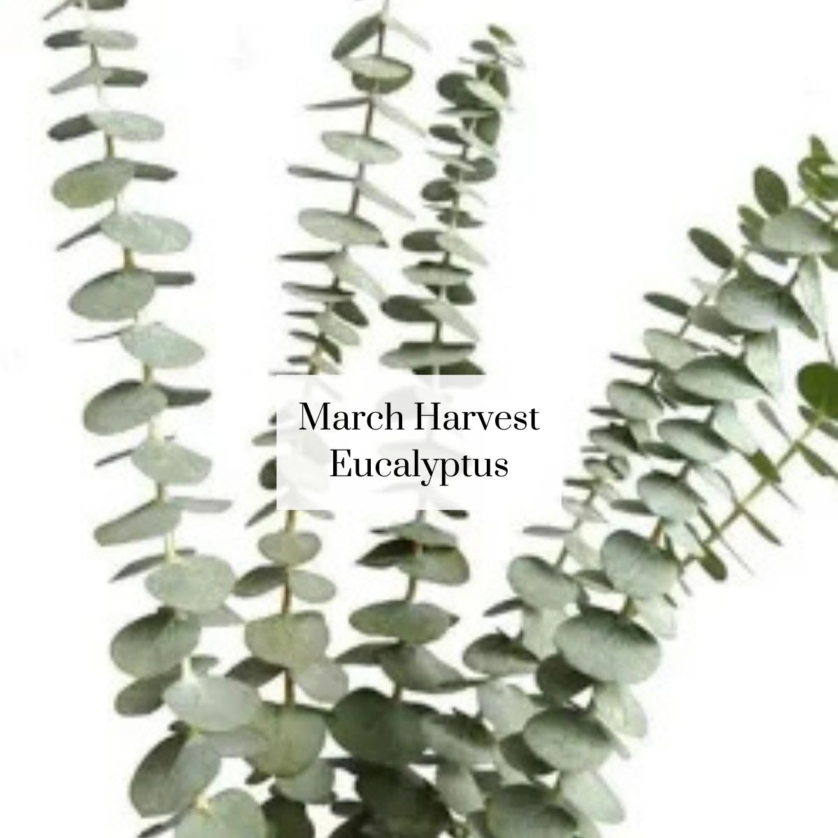 Organic Cutie Seasonal Bouquet (1 bunch)