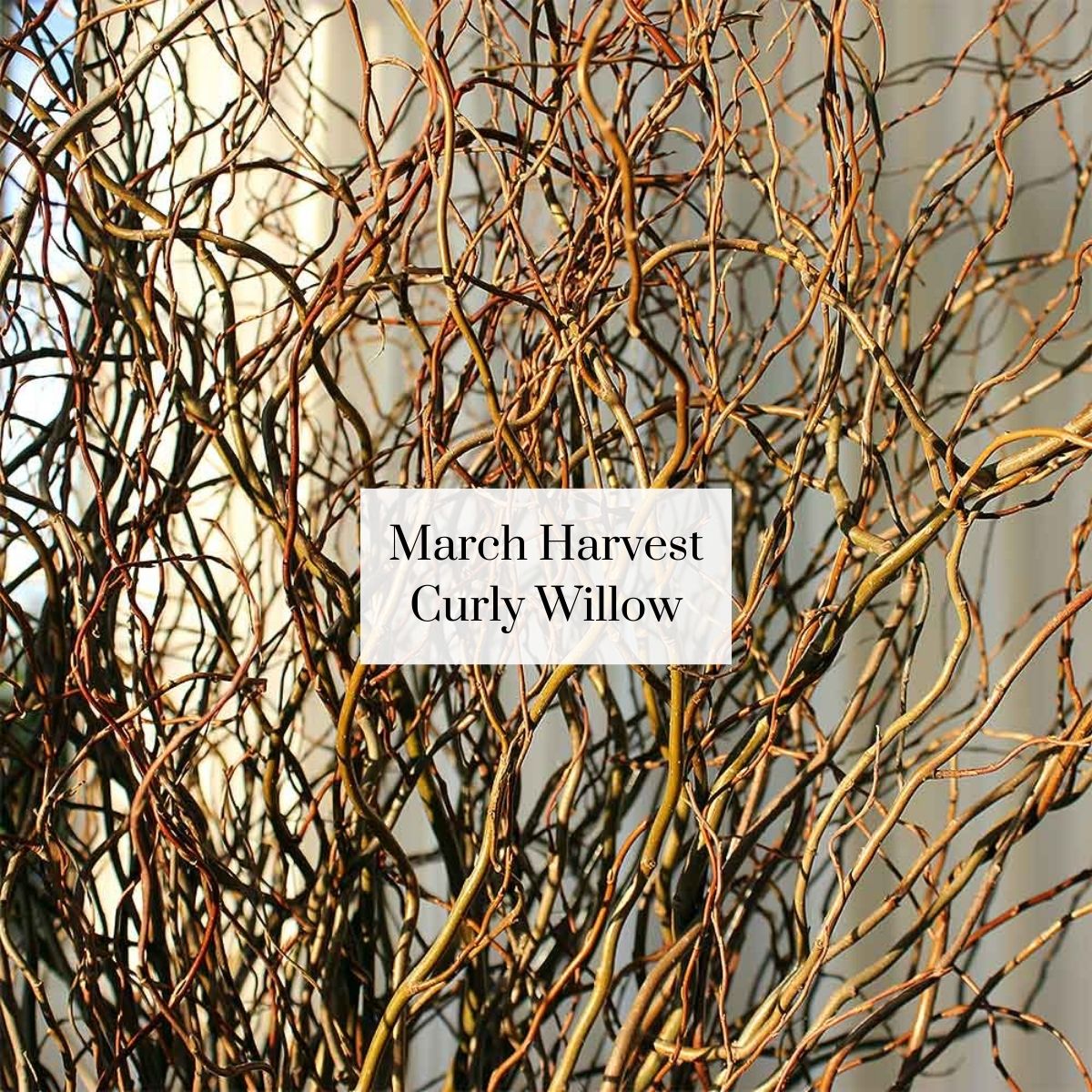 Organic Cutie Seasonal Bouquet (1 bunch)