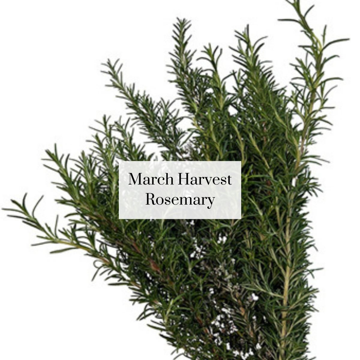 Organic Cutie Seasonal Bouquet (1 bunch)