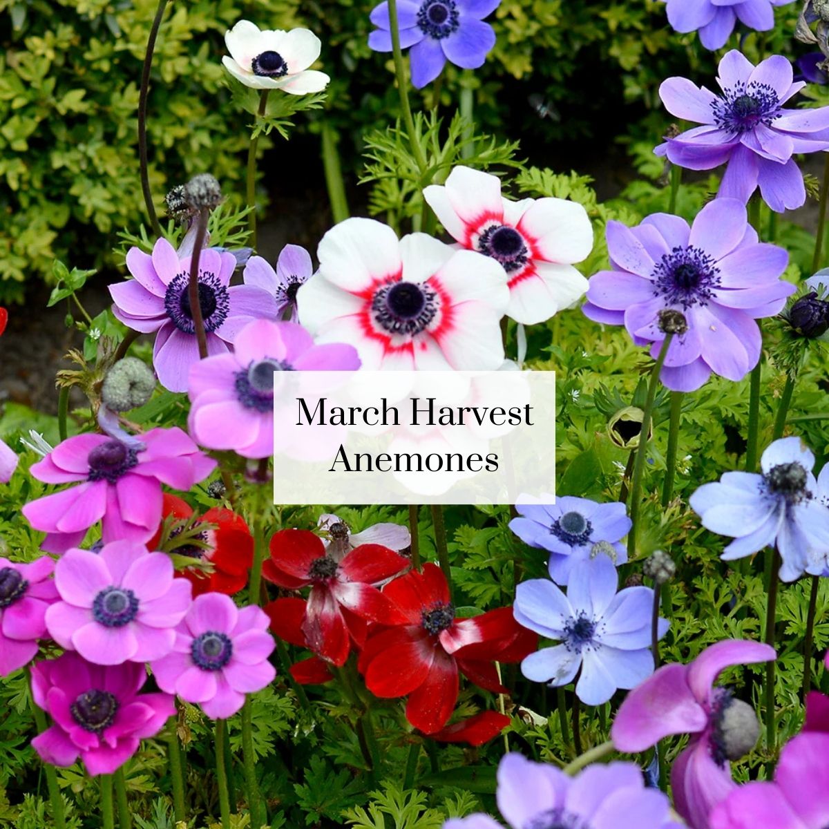 Organic Cutie Seasonal Bouquet (1 bunch)