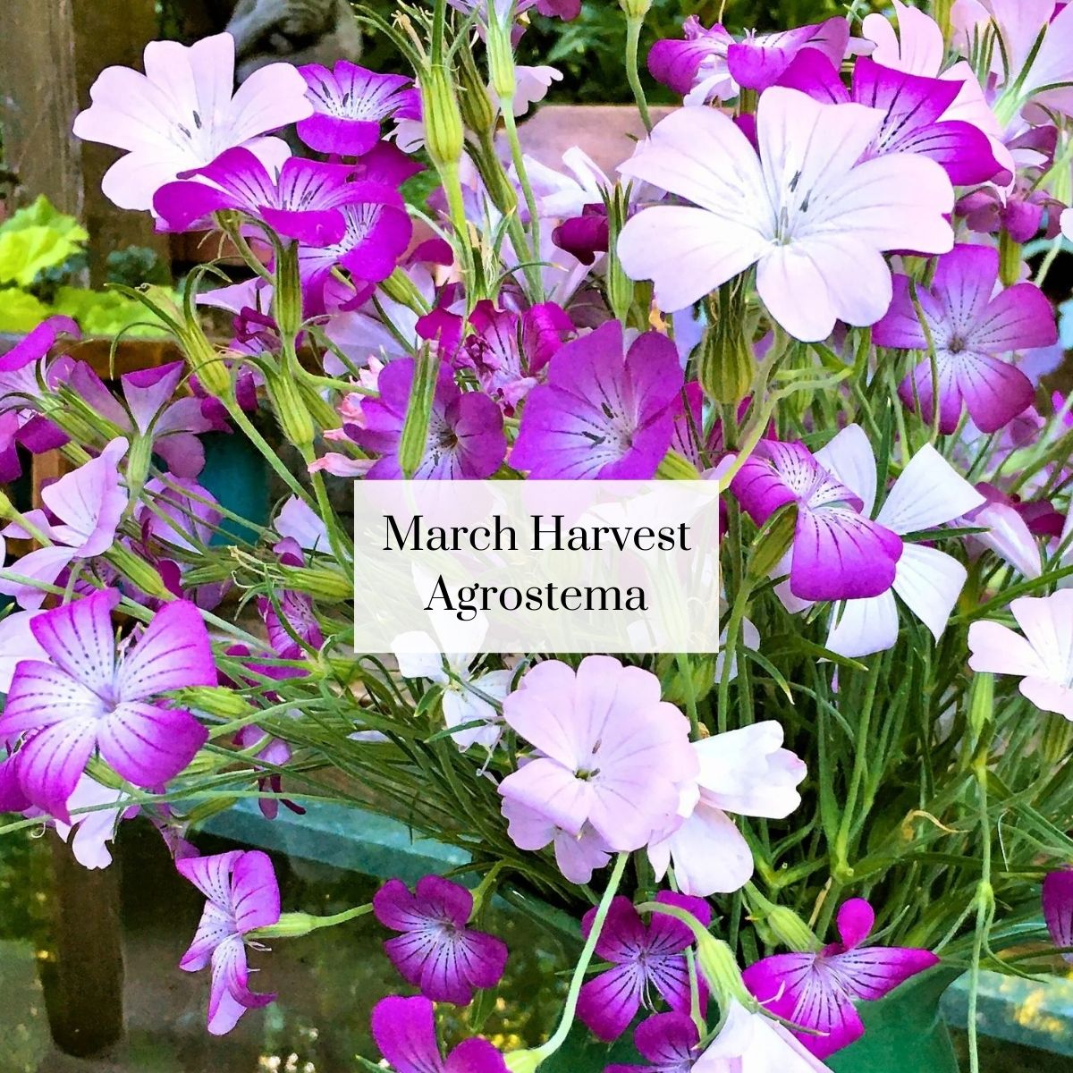 Organic Cutie Seasonal Bouquet (1 bunch)