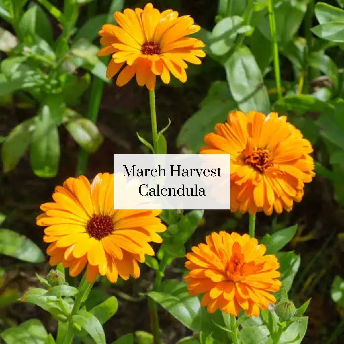 Organic Cutie Seasonal Bouquet (1 bunch)